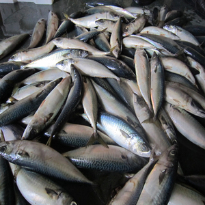 Nueva roster stock frozen Pacific style Mackrel - Product Image 4