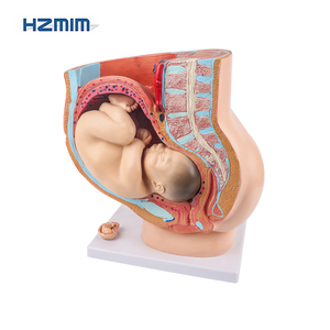 3D chi tiết PVC nữ mang thai sagittal Mô hình giải phẫu có thể tháo rời thai nhi cho đào tạo y tế trình diễn tử cung manikin - Product Image 1