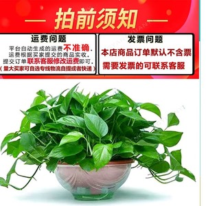 Pot de fleurs auto-arrosant 360° transparent rouge à aspiration automatique pour plantes d'intérieur usage domestique moulage par injection - Product Image 3