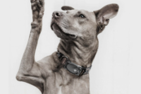 Traceur GPS 4G LTE pour animaux de compagnie avec bouton SOS pour communication bidirectionnelle