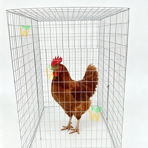 Jaula Plegable de Acero para Gallos, Aves y Mascotas, 75x75, Varios Tamaños, en Oferta, para Cría de Pollos - Product Image 1
