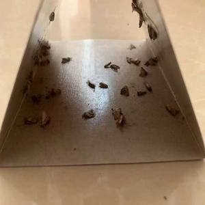 Piège à mites à haute viscosité avec emballage individuel en feuille d'aluminium pour placard, prêt à être expédié - Product Image 3
