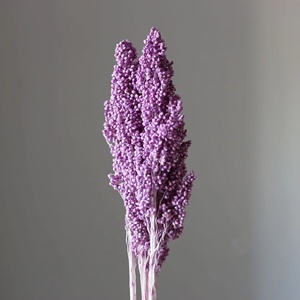 Nuovissimo Fiore Naturale Preservato di Sorgo per Decorazioni di Matrimoni/Casa/Feste/Eventi 2025 - Product Image 2