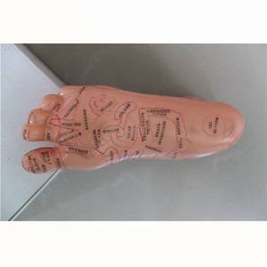 <span class=keywords><strong>Model</strong></span> akupuntur kaki 13CM untuk siswa belajar - Product Image 5