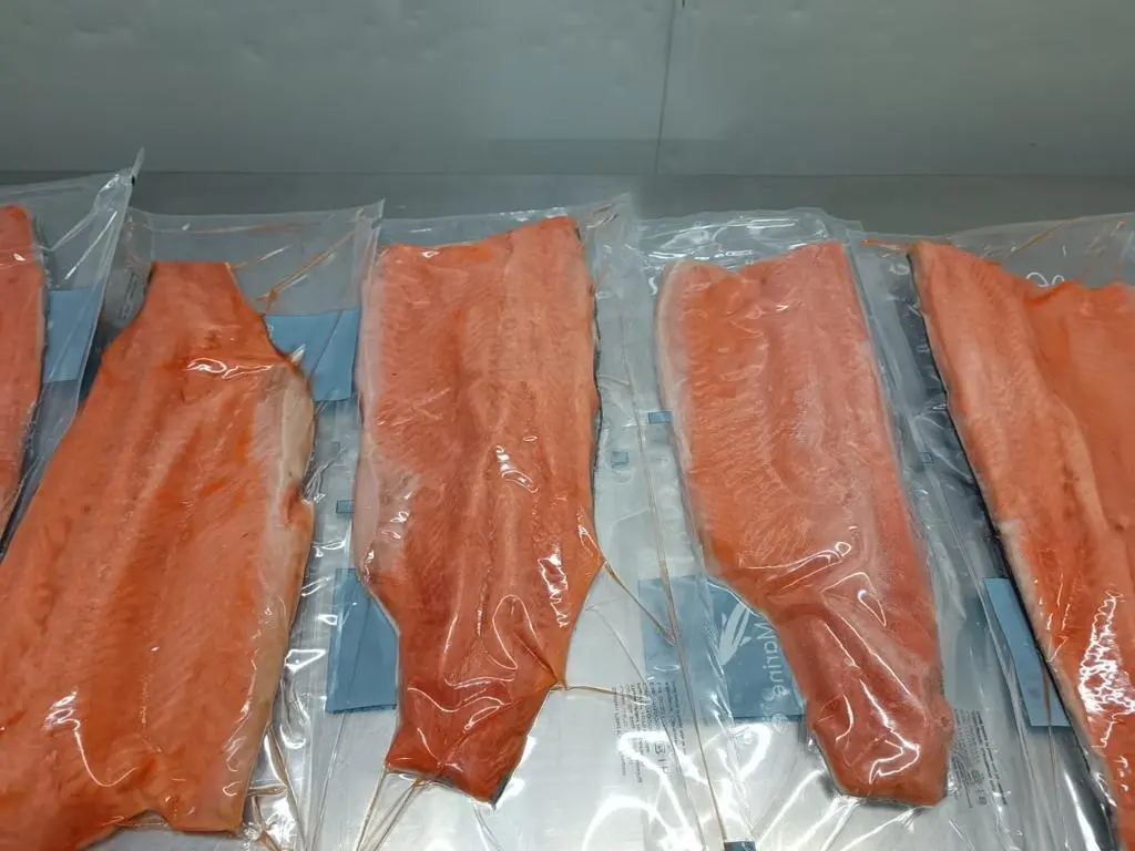 Filete de salmón coho congelado del Atlántico de calidad premium