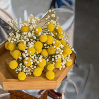 Fleurs séchées naturelles préservées Craspedia Billy Button, tiges de boules dorées pour bouquet de mariage, centre de table, décoration intérieure