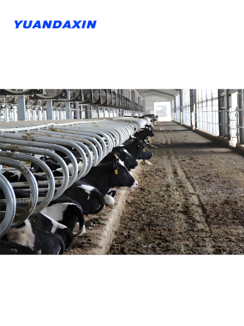 Dairy Cow Cubicles with Metal Frame & Cow Bed k Farm Use Cubicles for Sale | Durable Cow Cubicle Options