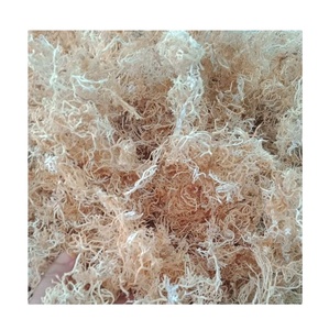 Vietnam Wholesale <b>Seaweed</b> Product and Bag Packaging Dried Gracilaria Verrucosa for Export - Product Image 1