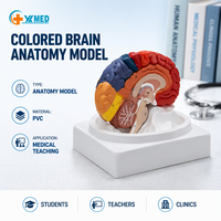 Modèle de cerveau humain, modèle d'artère cérébrale, modèle anatomique coloré et numéroté, pour l'enseignement en classe aux étudiants en soins infirmiers et en médecine, conforme aux normes CE/ISO