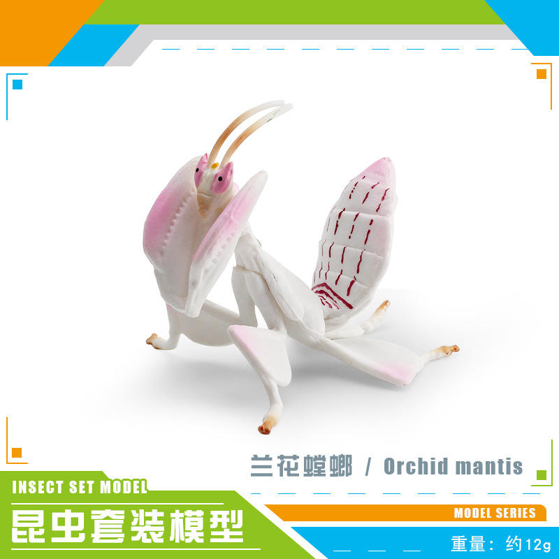 PL127-2962 Orchid Mantis 12g