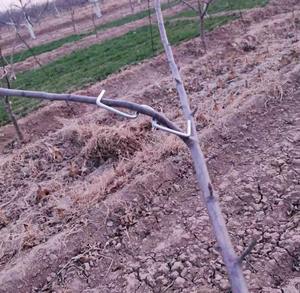 Dilatatore per Rami di Alberi da Frutto per Modellare - Product Image 3