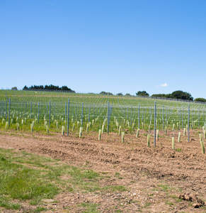 Poste <span class=keywords><strong>de</strong></span> Acero Galvanizado Tipo Z <span class=keywords><strong>de</strong></span> 2.5m <span class=keywords><strong>de</strong></span> Longitud para Viñedos, Poste para Viñas, Poste para Enredaderas - Product Image 6