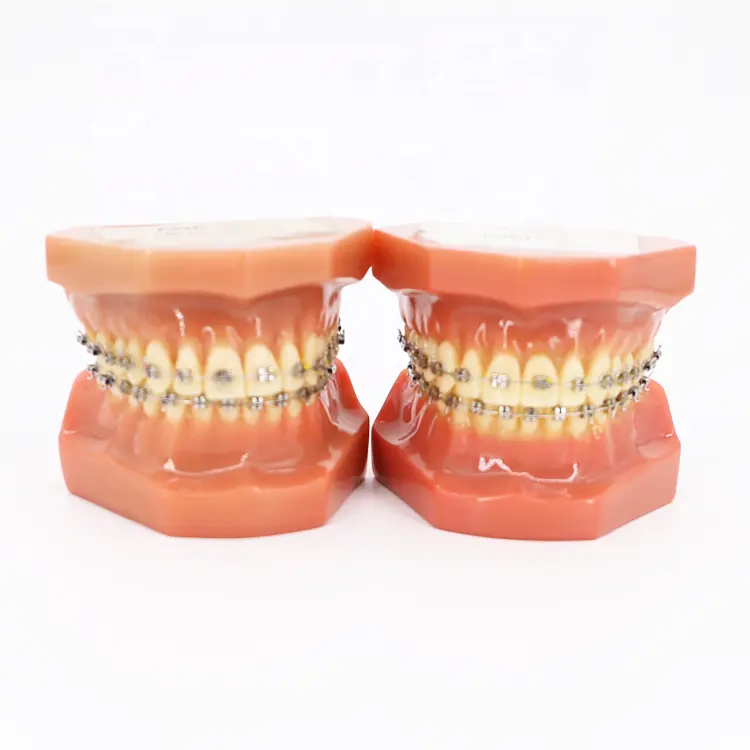 Standard Tooth Model Dental Medical Teaching/Dental Anatomy Model