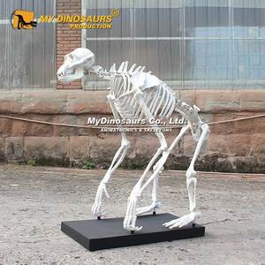 Dino Của Tôi Trang Trí Cuộc Sống Kích Thước Động Vật <span class=keywords><strong>Gorilla</strong></span> <span class=keywords><strong>Skeleton</strong></span> Mô Hình - Product Image 1