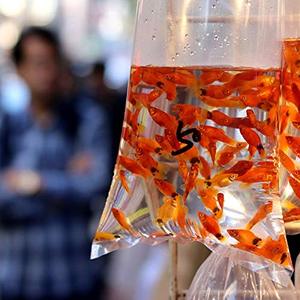 HC Flat Plastic <b>Bag</b> With High Quality and Various Sizes Packaging Food Vegetables Cheap Price - Product Image 5