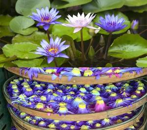 ชาดอกบัวแห้งคุณภาพสูงแบบขายส่ง แบรนด์ส่วนตัว ชาสมุนไพรหลานเหลียนฮวา บรรจุถุง - Product Image 3