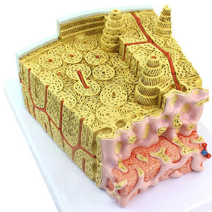 KyrenMed 80X Büyütülmüş Kemik Mikro Anatomi Modeli MİKROanatomi Kemik Yapısı Modeli - Product Image 6