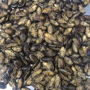 แมลงโปรตีนสูงที่กินได้ อีโคเฟรช แมลงสาบดูเบีย อาหารสัตว์เลี้ยง อาหารสัตว์ - Product Image 3