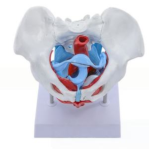 Modelo de <span class=keywords><strong>Pelvis</strong></span> Femenina con Músculos del Suelo Pélvico, Tamaño Real, Desmontable, para Entrenamiento en Obstetricia y <span class=keywords><strong>Fisioterapia</strong></span> - Product Image 1