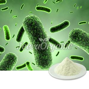 Extrait de racine de Bacillus Clausii de qualité alimentaire complément de graines d'herbes liquides sac en vrac tambour peut emballage sous forme de poudre quantité minimale de commande 1kg - Product Image 2