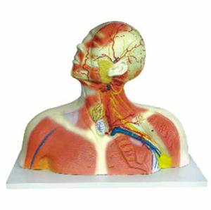 Gelsonlab HSBM-168 Modell von schädel hohlraum kopf hals und <span class=keywords><strong>thorax</strong></span> modell - Product Image 5