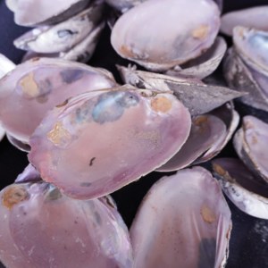 Coquillages naturels en gros, <span class=keywords><strong>nacre</strong></span> <span class=keywords><strong>rose</strong></span> pour meubles, artisanat et incrustations - Product Image 1