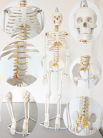 Modèle de squelette anatomique en PVC, squelette humain, modèle 3D, anatomie, squelette humain en plastique, modèle de squelette, 180 cm