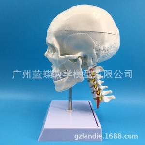 Modèle de crâne blanc pur avec colonne cervicale ; crâne humain adulte naturel ; crâne adulte, vertèbres cervicales, artère et cuir chevelu - Product Image 3