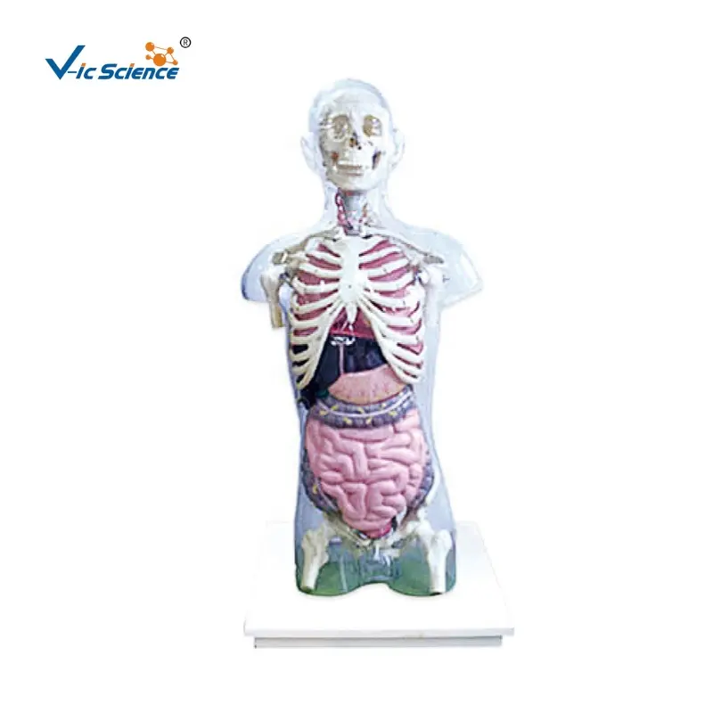Modèle de torse Transparent naturel de science médicale avec tête, cœur, principaux vaisseaux sanguins et nerfs, modèle de torse humain, modèle médical anatomique