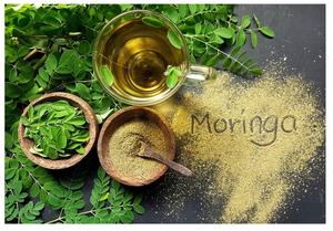 Pó de Folha de Moringa Selvagem Idobio Extraído por Solvente 99% Puro Infundido com Vitaminas Embalado a Vácuo em Tambores - Product Image 5