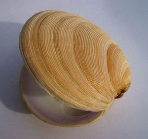 Nueva concha marina natural tallada de primavera para joyería DIY y decoración del hogar diseño de arte popular y amor Material orgánico de Vietnam - Product Image 6