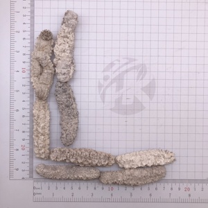 N18 Bán Hàng Nóng Khô Hải Sản Giá Tốt Nhất Khô Dưa Chuột Biển - Product Image 5