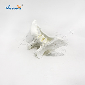 Modèle agrandi de la clavicule humaine, modèle anatomique, démonstration pédagogique biologique, modèle pédagogique médical orthopédique - Product Image 3