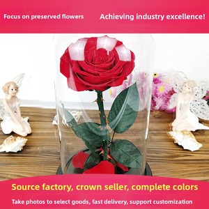 <span class=keywords><strong>Petit</strong></span> <span class=keywords><strong>Prince</strong></span> Rose, fleur préservée sous cloche en verre, boîte cadeau 7-8cm pour Noël, la Saint-Valentin, anniversaire, cadeau créatif - Product Image 2