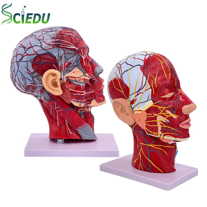 Modelo <span class=keywords><strong>de</strong></span> músculo <span class=keywords><strong>de</strong></span> cabeza, vaso sanguíneo <span class=keywords><strong>de</strong></span> nervio superficial, Sección <span class=keywords><strong>de</strong></span> cerebro humano, <span class=keywords><strong>enseñanza</strong></span> <span class=keywords><strong>de</strong></span> garganta, modelo <span class=keywords><strong>de</strong></span> Anatomía Humana, ciencia médica - Product Image 1