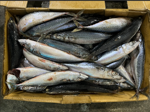 P1136 ים מקרל קפוא באיכות גבוהה מיצרן מקרל קפוא 200 משקל משתנה-250 גרם - Product Image 2