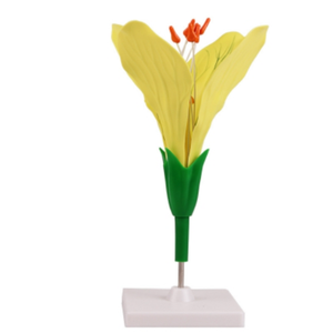 Outil d'enseignement de modèle anatomique de fleur de canola pour une utilisation médicale et scolaire - Product Image 2