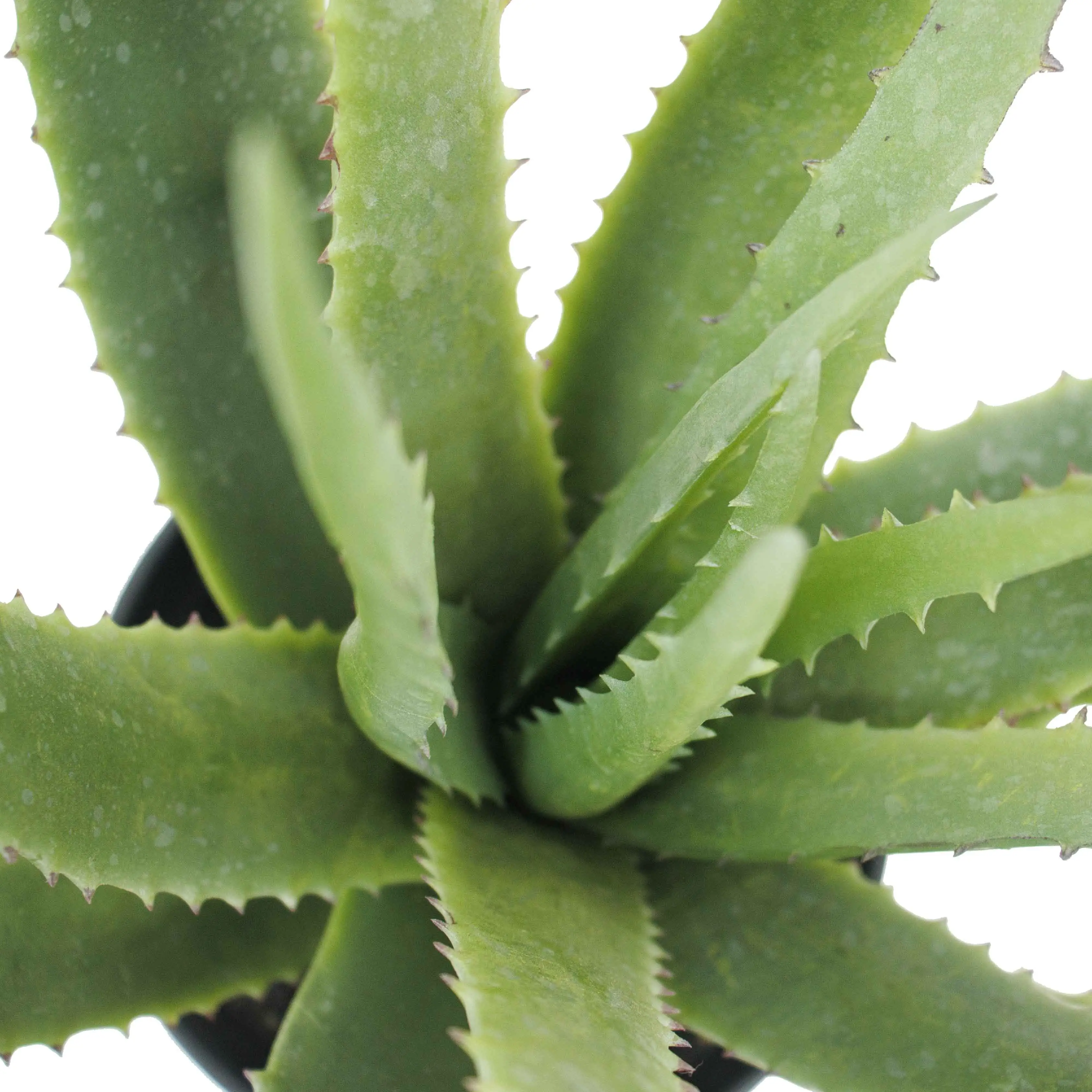 61cm yapay simüle plastik bitkiler ev süs bahçe dekor Bonsai gerçekçi Asphodelaceae barbados Aloe