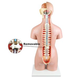 Qualité médicale 55cm 23 parties double sexe humain amphotère torse sciences médicales modèle de tronc hermaphrodite aides pédagogiques - Product Image 3