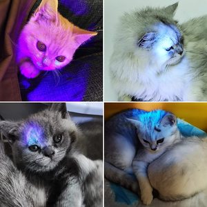 Lampe <span class=keywords><strong>de</strong></span> poche à lumière noire UV, Portable, 365NM, lampe <span class=keywords><strong>de</strong></span> poche à ultraviolets pour animaux <span class=keywords><strong>de</strong></span> compagnie, détection d'urine, minéraux, Scorpion, Bug <span class=keywords><strong>de</strong></span> <span class=keywords><strong>lit</strong></span> - Product Image 6