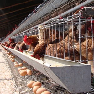 Jaula para <span class=keywords><strong>Gallinas</strong></span> Ponedoras <span class=keywords><strong>de</strong></span> 4 Niveles, Capacidad para 128/160 Aves, Tipo Batería, para 1000 Pollos, Granja Avícola, <span class=keywords><strong>Gallinas</strong></span> Ponedoras, <span class=keywords><strong>Venta</strong></span> <span class=keywords><strong>al</strong></span> <span class=keywords><strong>Por</strong></span> <span class=keywords><strong>Mayor</strong></span> - Product Image 2