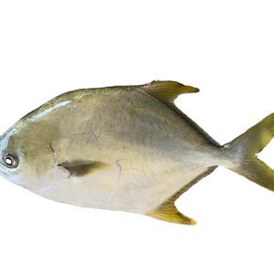 IQF congelato cina dorato <span class=keywords><strong>Pompano</strong></span> intero rotondo pesce Pomfret dorato - Product Image 1