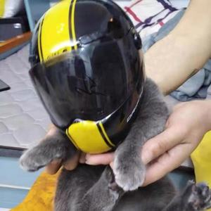 Sanhang — <span class=keywords><strong>casque</strong></span> de sécurité Anti-collision en ABS <span class=keywords><strong>pour</strong></span> <span class=keywords><strong>chien</strong></span> et chat, Mini <span class=keywords><strong>casque</strong></span> d'extérieur de haute qualité, moto, cadeau, livraison gratuite - Product Image 6