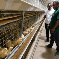 Nouveau système de cages en batterie Agricon type H pour poulets de chair, alimentation/abreuvement automatiques, bande de fumier, cadre en acier galvanisé à chaud 96-160