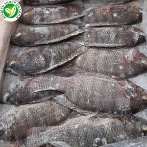 SD nhà sản xuất thức ăn đông lạnh cá rô phi iqf cá rô phi 200 - 300 g - Product Image 2