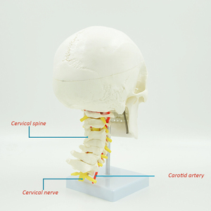 Modèle anatomique de <span class=keywords><strong>crâne</strong></span> adulte <span class=keywords><strong>humain</strong></span> modèle de <span class=keywords><strong>crâne</strong></span> grandeur nature Science médicale modèle d'anatomie <span class=keywords><strong>3D</strong></span> de <span class=keywords><strong>crâne</strong></span> <span class=keywords><strong>humain</strong></span> avec des nerfs - Product Image 2