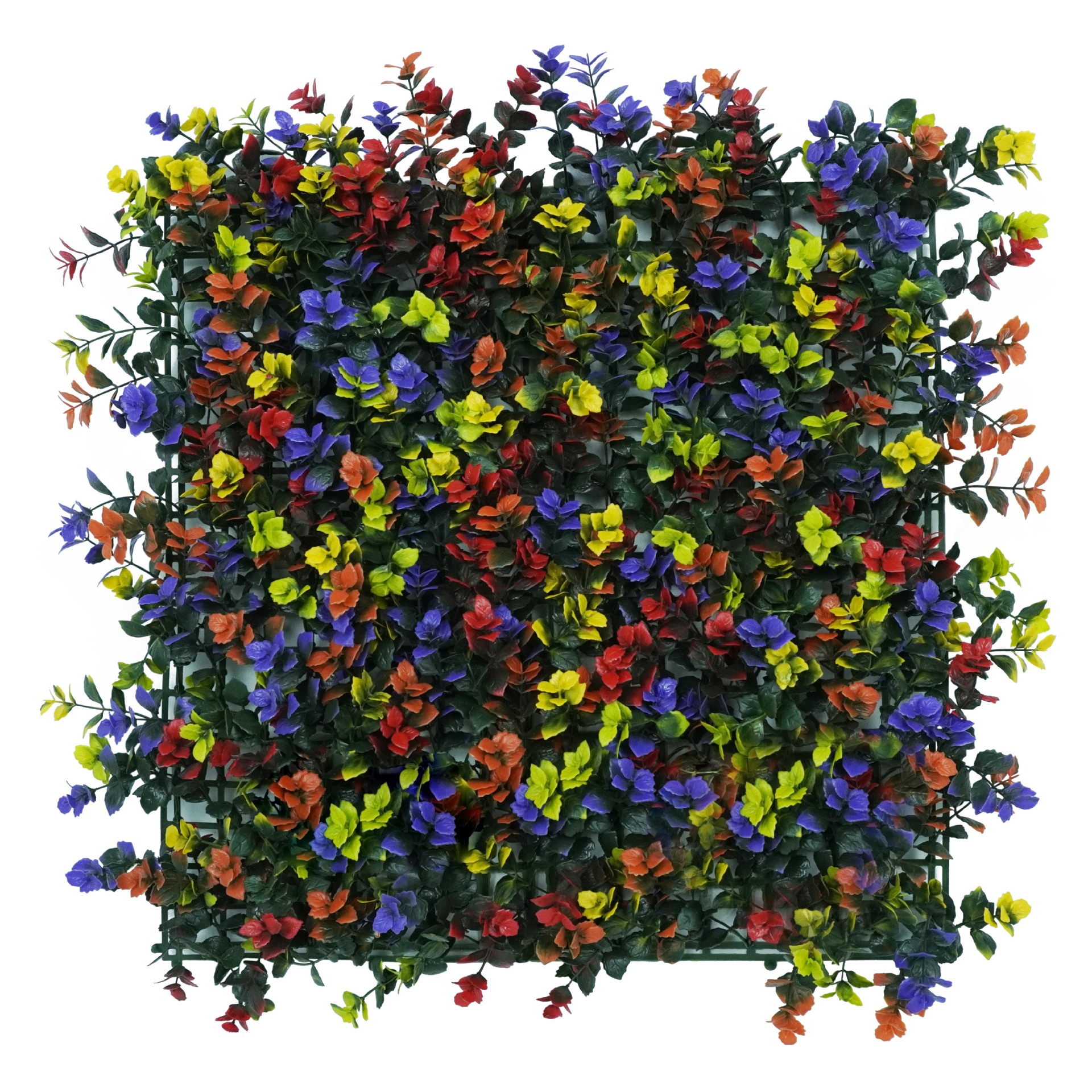 หญ้าแห่งโชคลาภหลากสีสัน