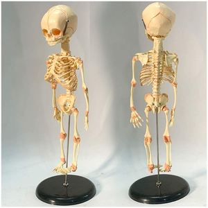 KyrenMed modèle de <span class=keywords><strong>squelette</strong></span> infantile modèle de crâne de fœtus taille réelle 15.7 pouces <span class=keywords><strong>squelette</strong></span> de bébé fœtal modèle anatomique d'orthopédie pour l'étude - Product Image 2