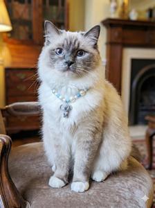 Kediler ve Köpekler için Yüksek Kaliteli, Tatlı, Rahat ve Ayarlanabilir Çok Renkli Evcil Hayvan Tasması - Product Image 6