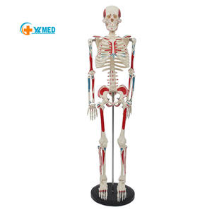 85cm <span class=keywords><strong>scheletro</strong></span> umano modello anatomico medico anatomico Halloween con supporto in metallo <span class=keywords><strong>scheletro</strong></span> anatomico 85cm di altezza braccia rimovibili - Product Image 1